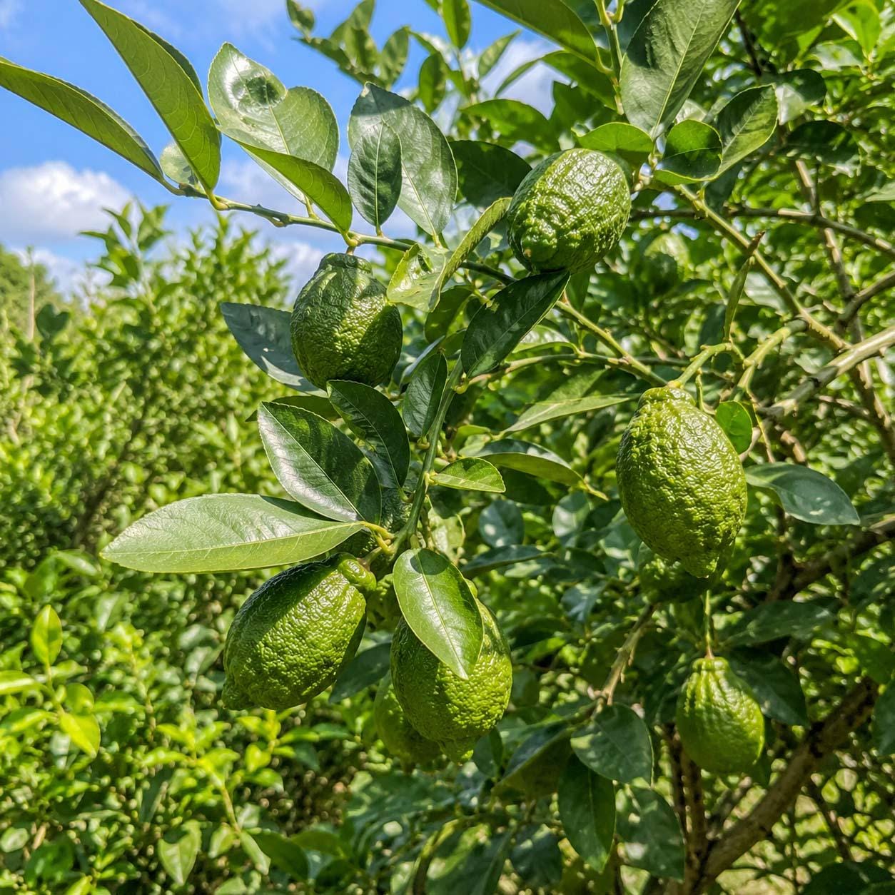 30pcs Perfume Lemon Tree seeds Non GMO outdoor garden planting