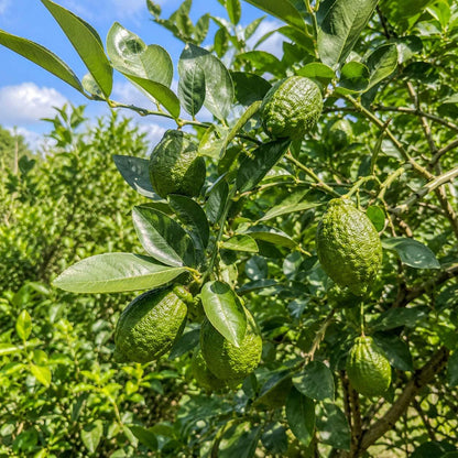 30pcs Perfume Lemon Tree seeds Non GMO outdoor garden planting