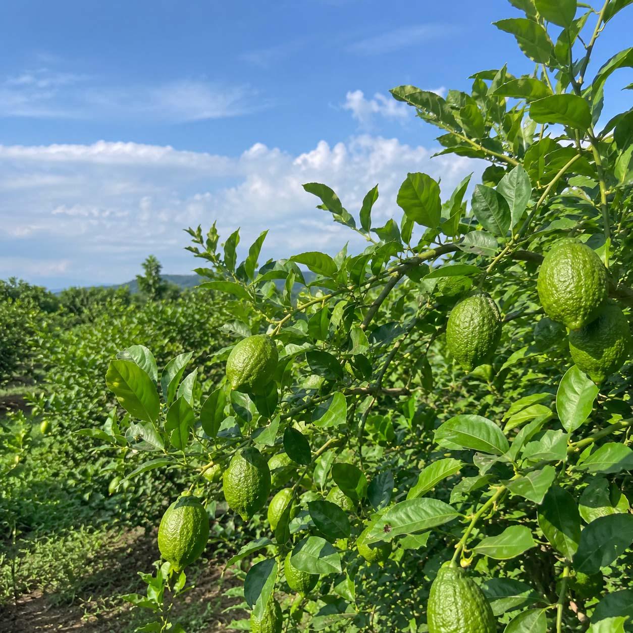 30pcs Perfume Lemon Tree seeds Non GMO outdoor garden planting