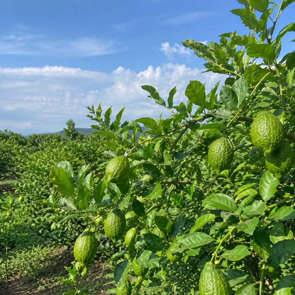 30pcs Perfume Lemon Tree seeds Non GMO outdoor garden planting
