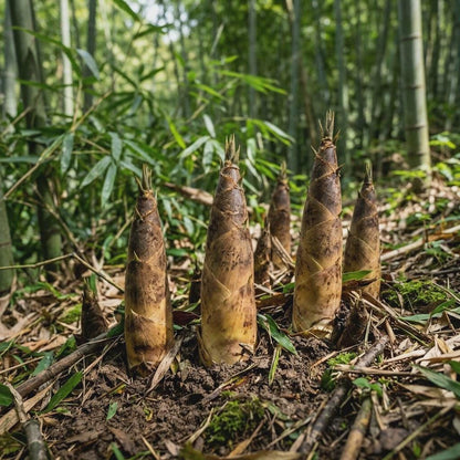100pcs Bamboo Seeds Fast Growing Perennial Outdoor Garden Planting