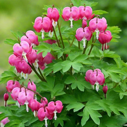 25pcs Rapid Germinating Hardy Perennials with Bleeding Heart Peony Seeds