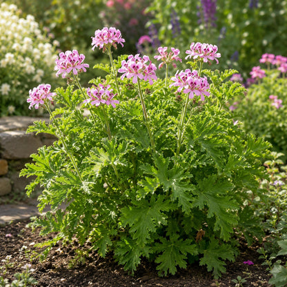 500pcs Citronella Seeds - Mosquito Plant - Pelargonium citrosum - Fragrant Foliage - Ornamental Container Plant
