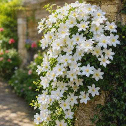 100Pcs Climbing Clematis Seeds, Perennial Flowering Vine, Ornamental Garden Plant, Mixed Blooms