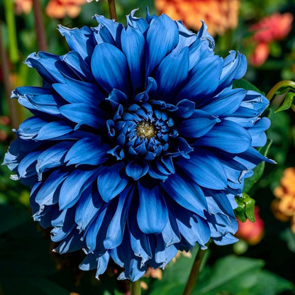 100pcs Mixed Labyrinth Dahlia Seeds for Planting, Giant Colorful Garden Flower Seeds