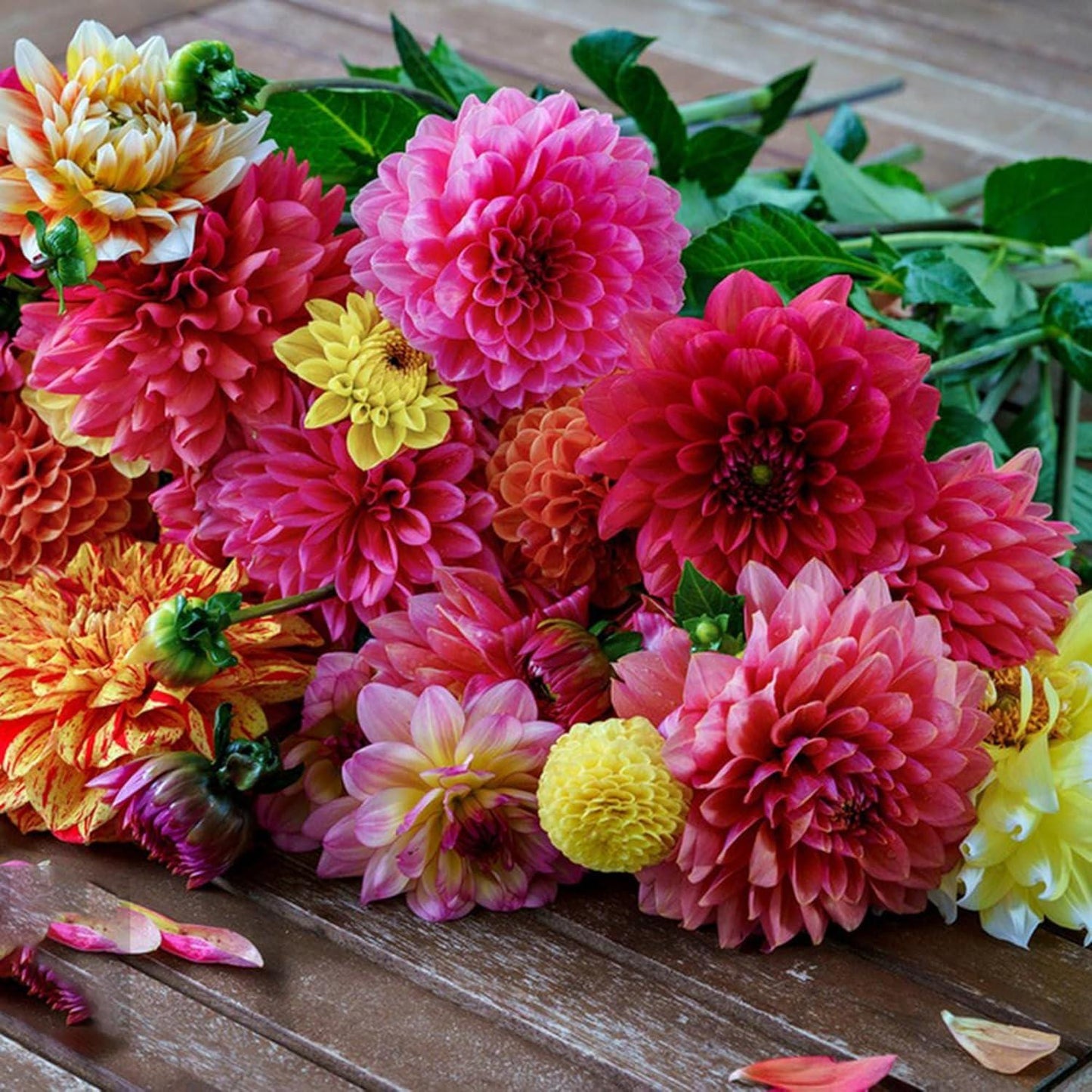 100pcs Mixed Labyrinth Dahlia Seeds for Planting, Giant Colorful Garden Flower Seeds