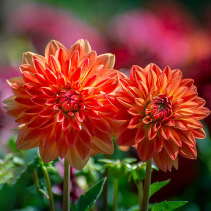 100pcs Mixed Labyrinth Dahlia Seeds for Planting, Giant Colorful Garden Flower Seeds