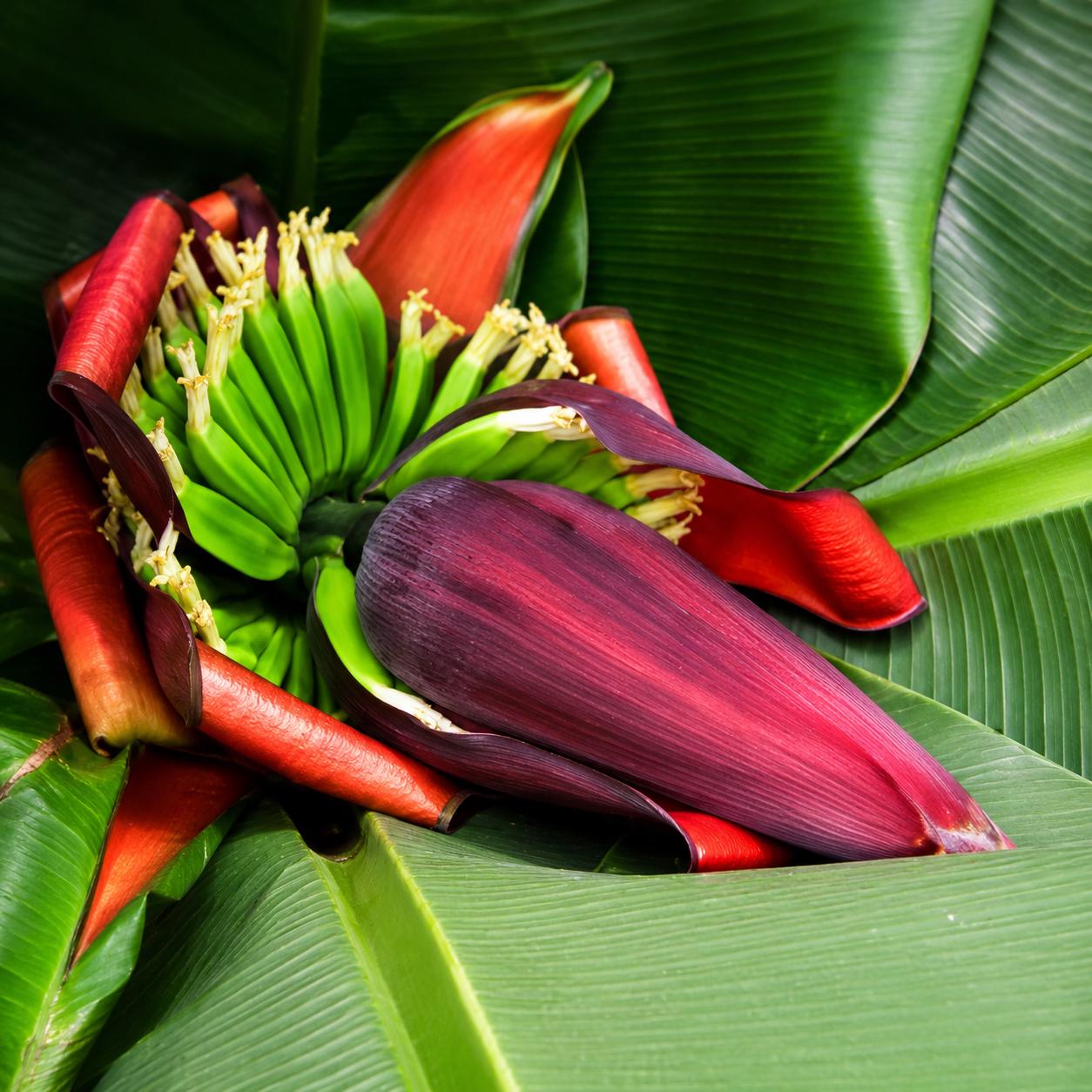 100pcs Banana Seeds Extremely Easy To Sow And Hassle Free To Cultivate Even For Novice Gardeners Perfect For Outdoor Patios