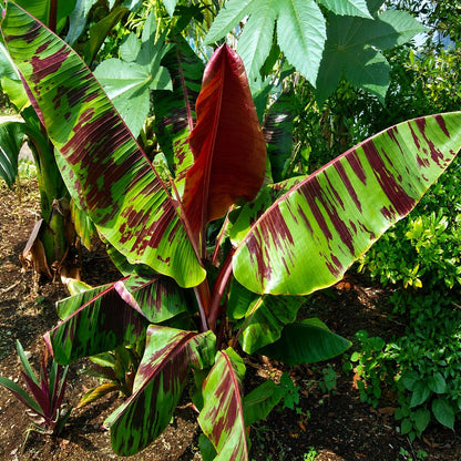 100pcs Banana Seeds Extremely Easy To Sow And Hassle Free To Cultivate Even For Novice Gardeners Perfect For Outdoor Patios