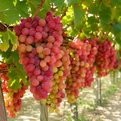 50pcs Perfect For Minimalist Garden Designs Grape Seeds Easy To Grow With Clean Neat Climbing Growth Habits