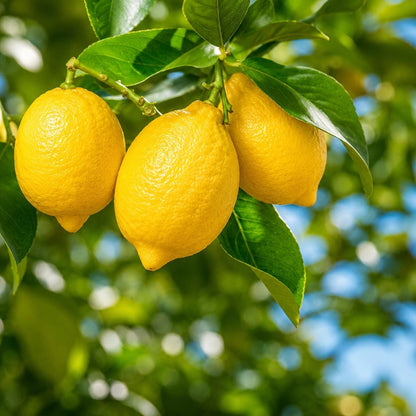 30pcs Dwarf Lemon Bonsai Tree Seeds Citrus Limon Fruit Planting Exotic Garden Seeds