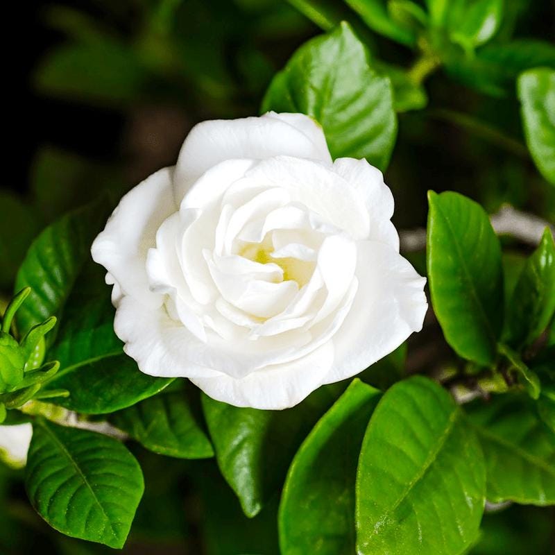84Pcs Gardenia Seeds, Aromatic White Blooms Glossy Green Leaves, Home Garden Plant Seeds, Pollinator Friendly Attracts Butterflies Bees