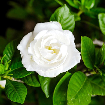84Pcs Gardenia Seeds, Aromatic White Blooms Glossy Green Leaves, Home Garden Plant Seeds, Pollinator Friendly Attracts Butterflies Bees