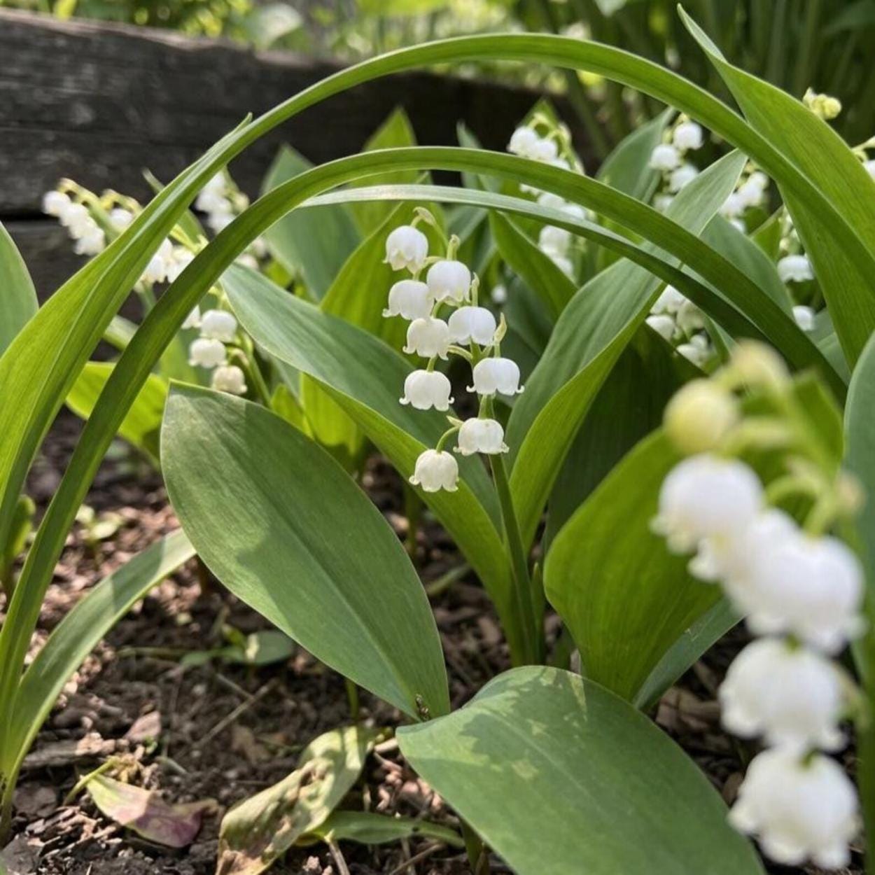 150Pcs Lily of The Valley Seeds Made for home planting create soft delicate flower ornamental accents across shaded patio, yard and garden areas