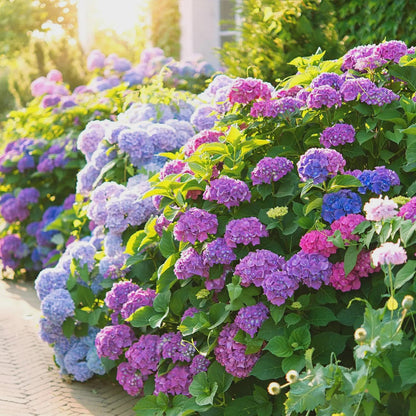 50pcs Mixed Hydrangea Seeds Perennial Flower Seeds Heirloom Color-Changing Blooms