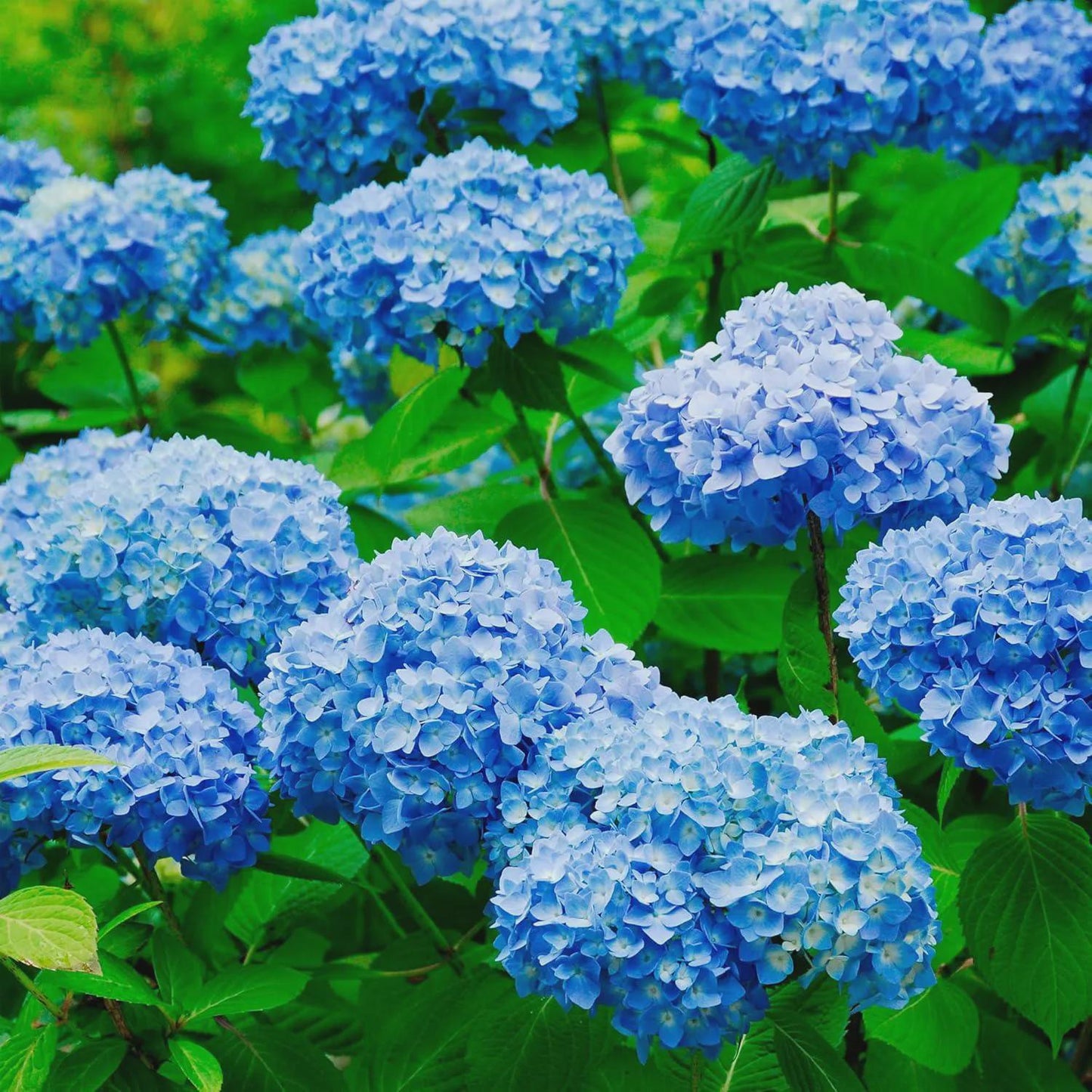 50pcs Mixed Hydrangea Seeds Perennial Flower Seeds Heirloom Color-Changing Blooms