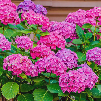 50pcs Mixed Hydrangea Seeds Perennial Flower Seeds Heirloom Color-Changing Blooms