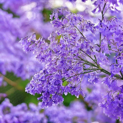 50pcs Dependable Landscape Shade Quick Growing Jacaranda with Jacaranda Tree Seeds