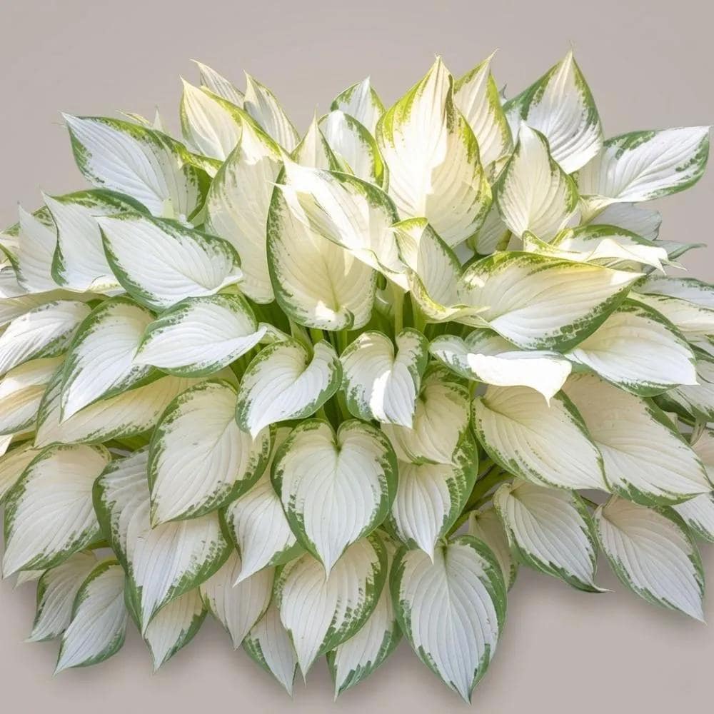 99Pcs Premium Hosta Seeds Low Maintenance Perennial Shade Garden Plants