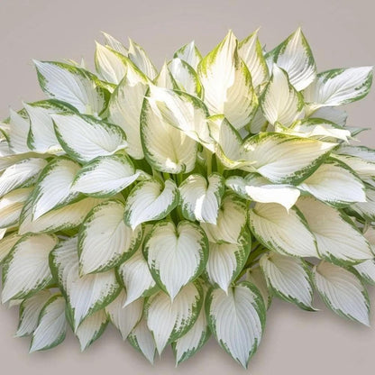 99Pcs Premium Hosta Seeds Low Maintenance Perennial Shade Garden Plants
