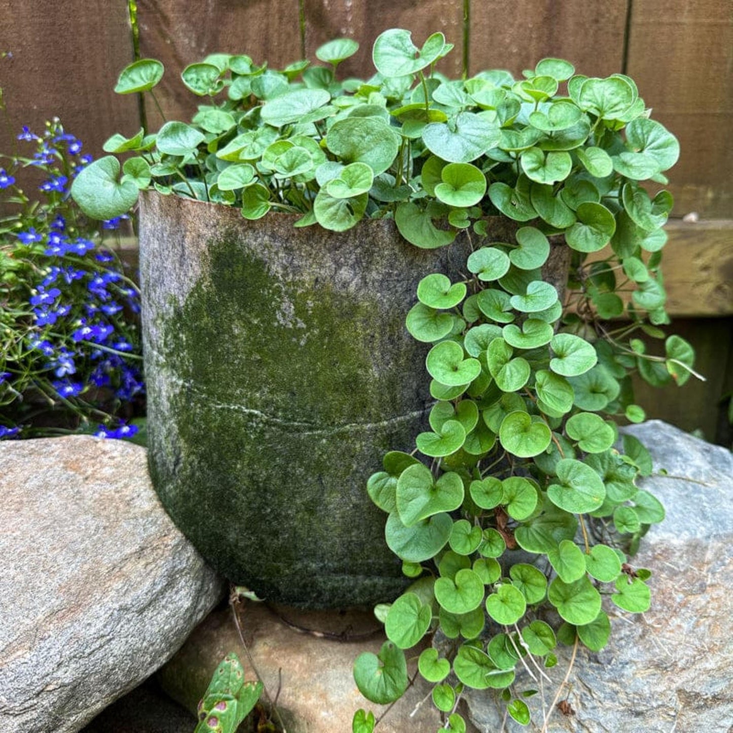 300pcs Dichondra Seeds Creeping Ground Cover For Lawn And Yard