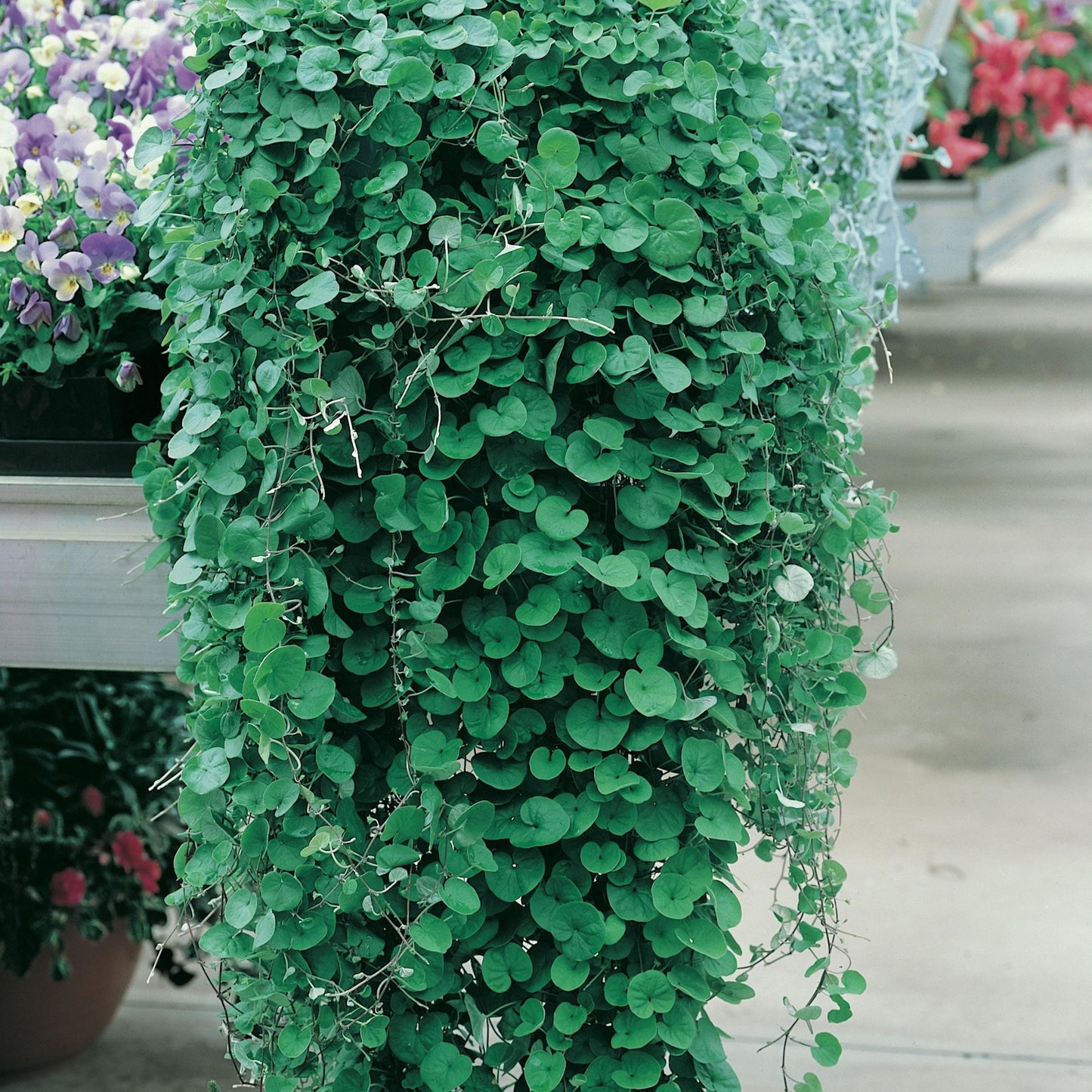 300pcs Dichondra Seeds Creeping Ground Cover For Lawn And Yard