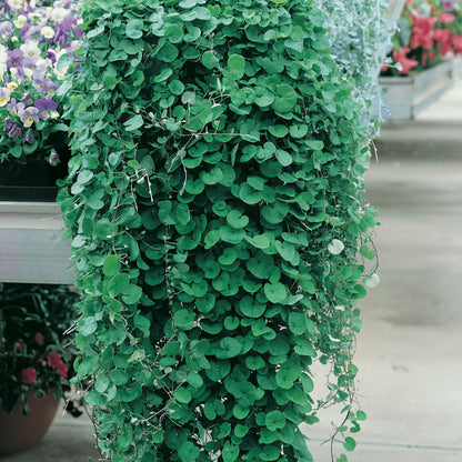 300pcs Dichondra Seeds Creeping Ground Cover For Lawn And Yard