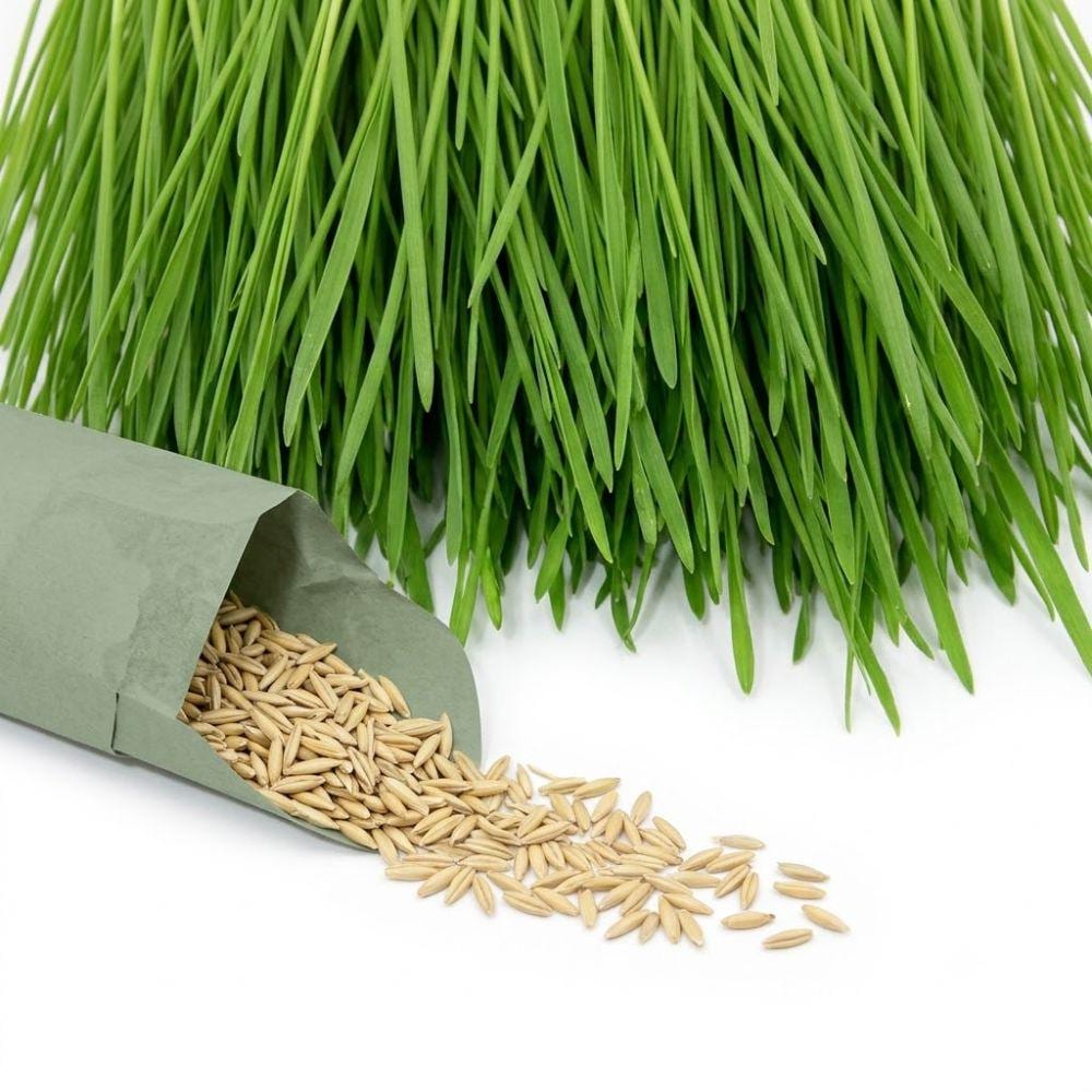 95Pcs Seeds Cat Grass for Planting, Easy Indoor Garden, Beginner Friendly, Gift for Cat Lovers