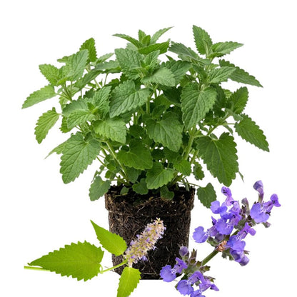 782Pcs Catnip Seeds Suitable for planting form neat mounded foliage clumps ideal for yard edging, bed filling and landscape accent layout