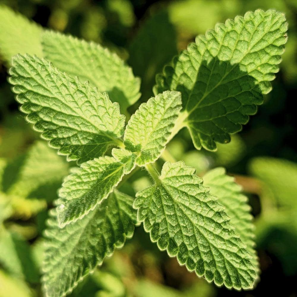 782Pcs Catnip Seeds Suitable for planting form neat mounded foliage clumps ideal for yard edging, bed filling and landscape accent layout