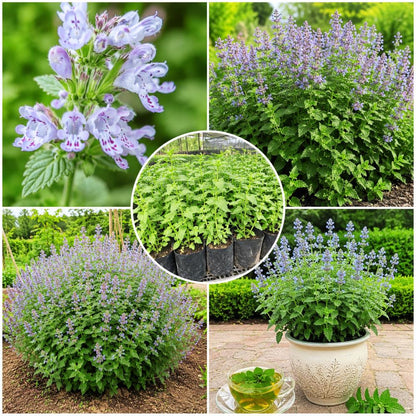 782Pcs Catnip Seeds Suitable for planting form neat mounded foliage clumps ideal for yard edging, bed filling and landscape accent layout