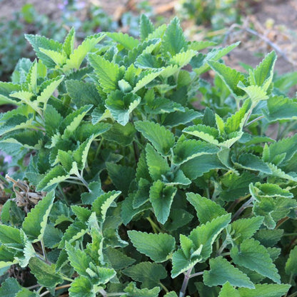 782Pcs Catnip Seeds Suitable for planting form neat mounded foliage clumps ideal for yard edging, bed filling and landscape accent layout