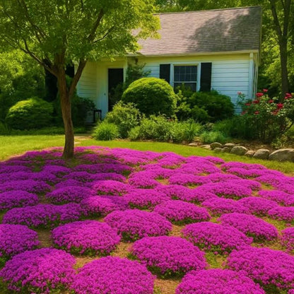 500Pcs Creeping Thyme Seeds for home planting create soft natural transition between stone pavement and garden greenery