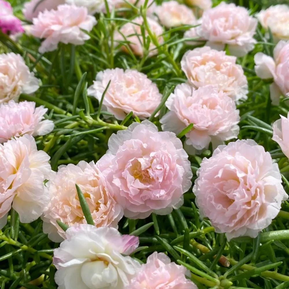 1000Pcs Moss Rose Seeds own tough growth traits for stable landscape laying year round