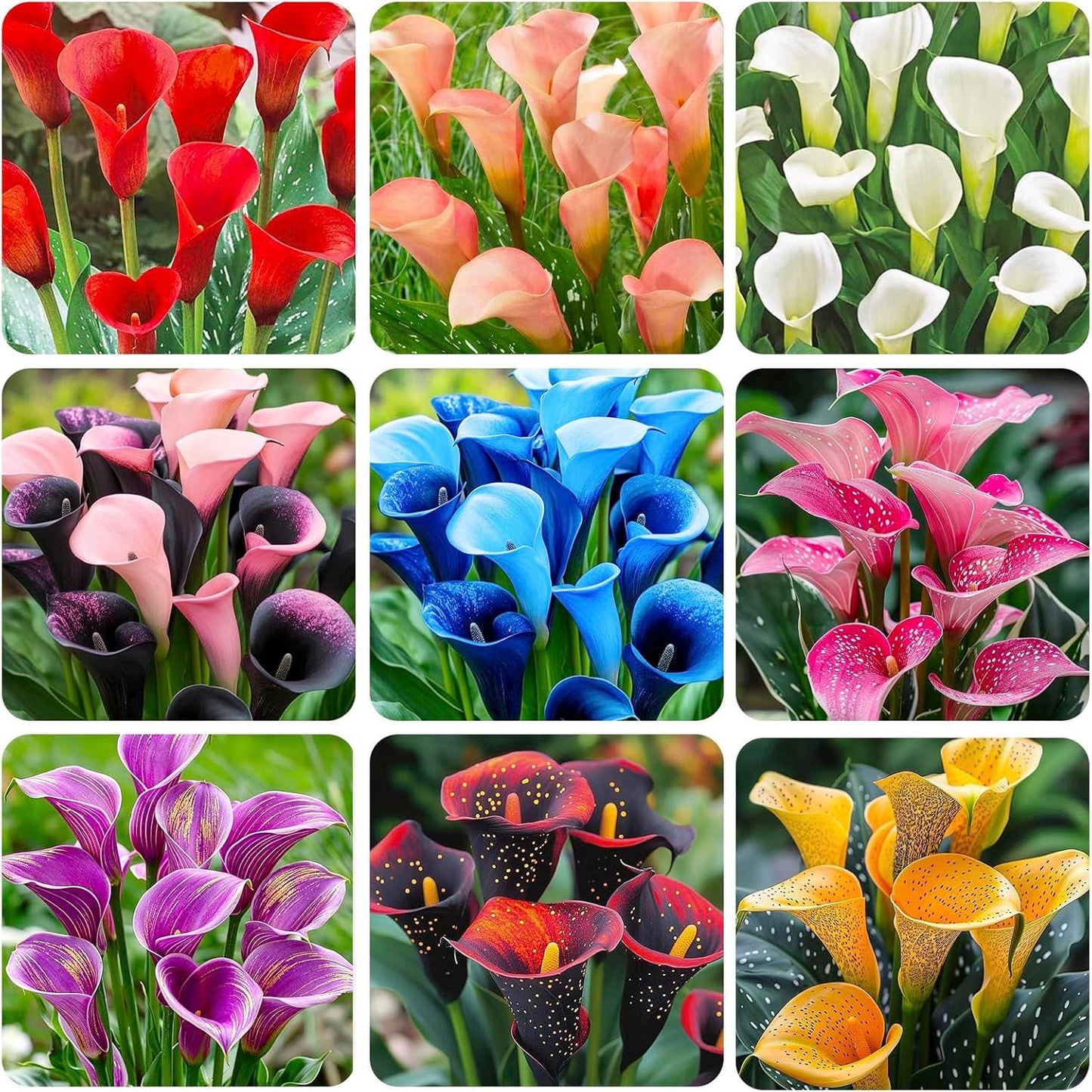 100pcs Mixed Calla Lily Seeds | Heirloom Garden Blooms, Assorted Colors