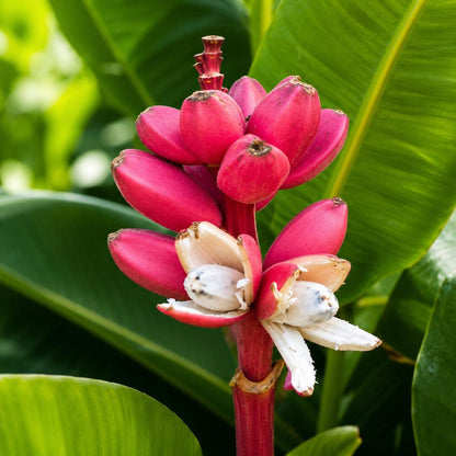 100pcs Banana Seeds Incredibly Easy To Care For And Fast To Sprout Ideal For First Time Tropical Plant Enthusiasts