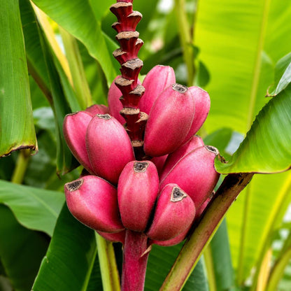 100pcs Banana Seeds Incredibly Easy To Care For And Fast To Sprout Ideal For First Time Tropical Plant Enthusiasts