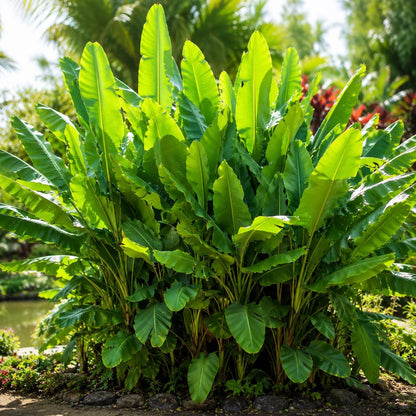 100pcs Banana Seeds Incredibly Easy To Care For And Fast To Sprout Ideal For First Time Tropical Plant Enthusiasts
