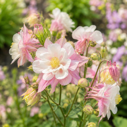 200pcs Double Pink White Columbine Perennial Garden decoration Non GMO