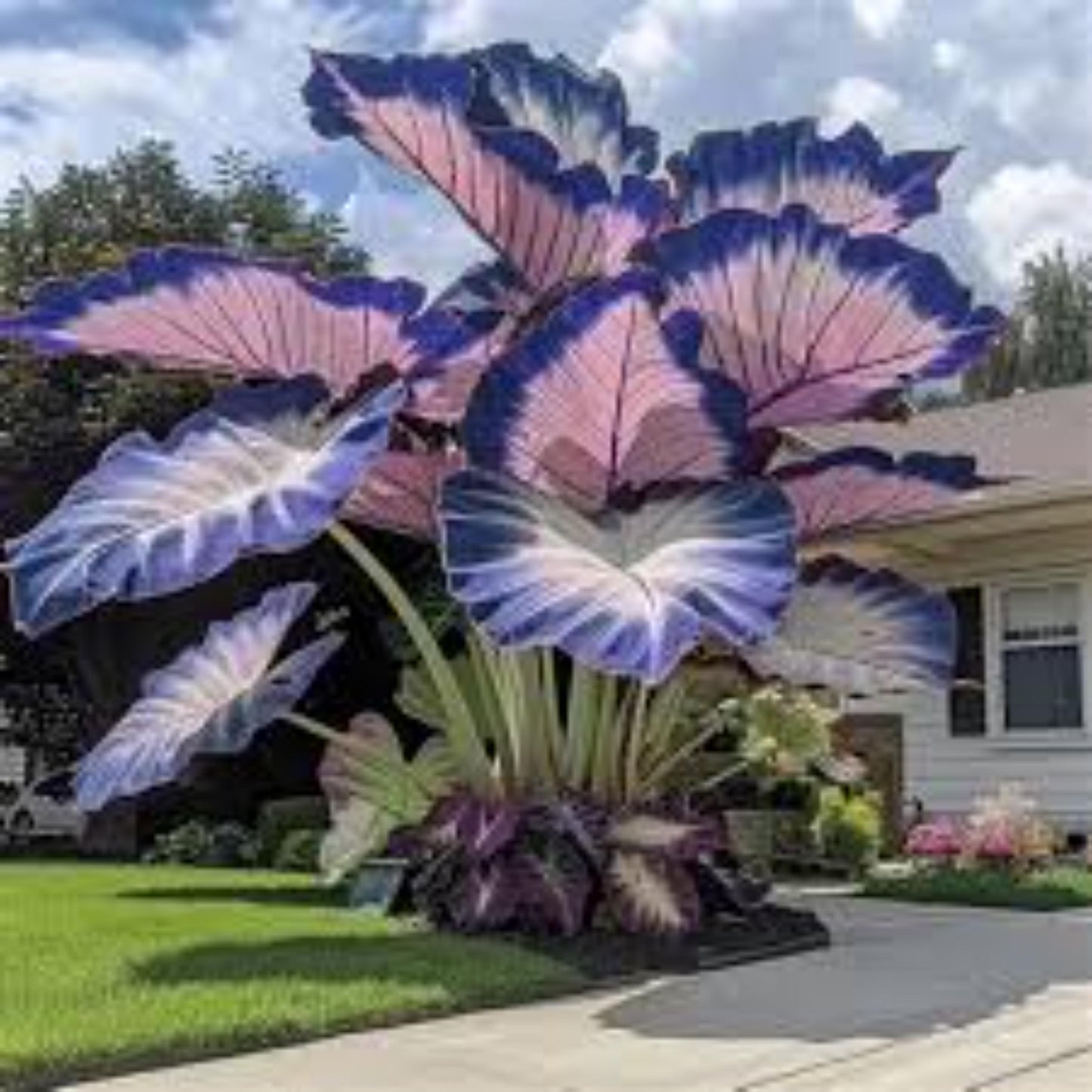 74Pcs Large Elephant Ear Seeds Hardy Tropical Foliage Plant