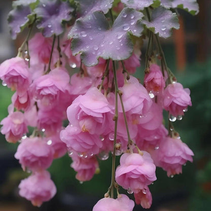 300Pcs Weeping Begonia Seeds, Mixed Hanging Basket Flowers, Colorful Garden Plant