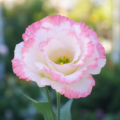100Pcs Pink Picotee Eustoma Lisianthus Seeds - Eustoma grandiflorum - Pink White Edged Double Blooms