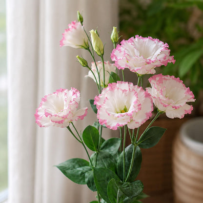 100Pcs Pink Picotee Eustoma Lisianthus Seeds - Eustoma grandiflorum - Pink White Edged Double Blooms