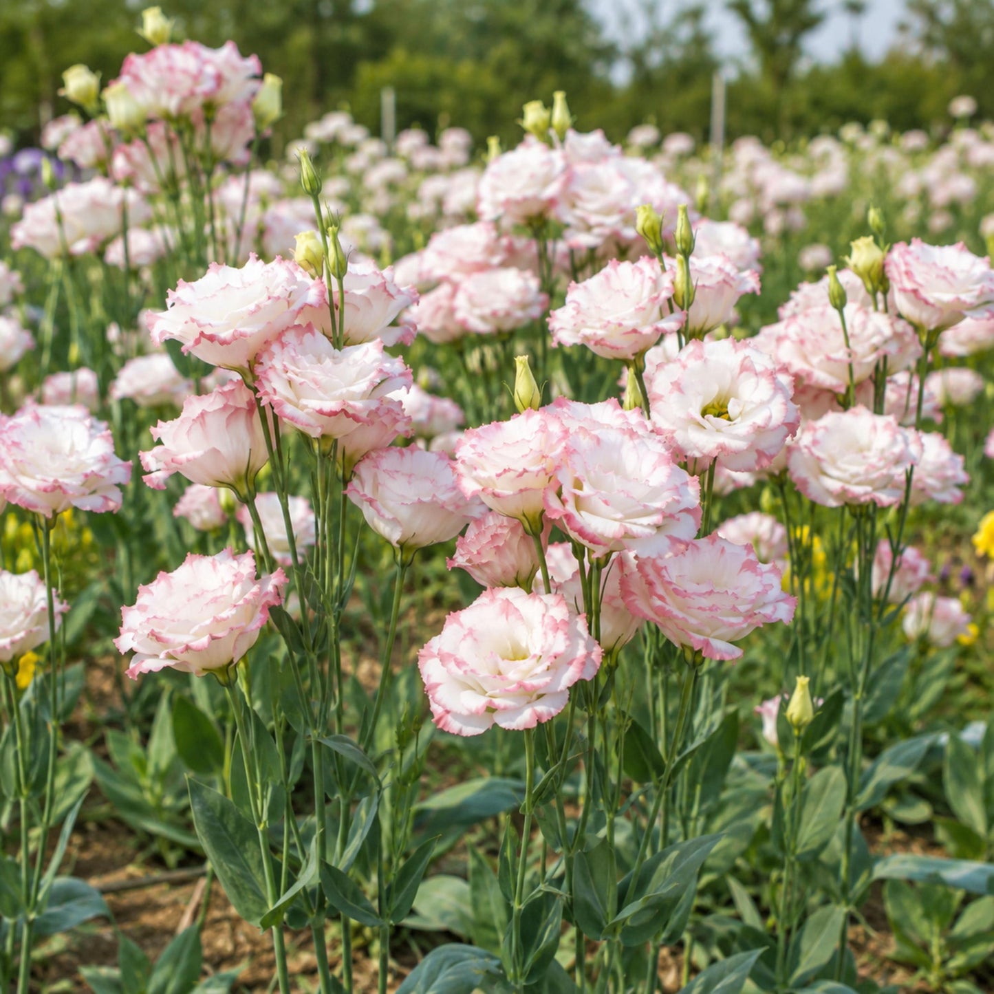 100Pcs Pink Picotee Eustoma Lisianthus Seeds - Eustoma grandiflorum - Pink White Edged Double Blooms