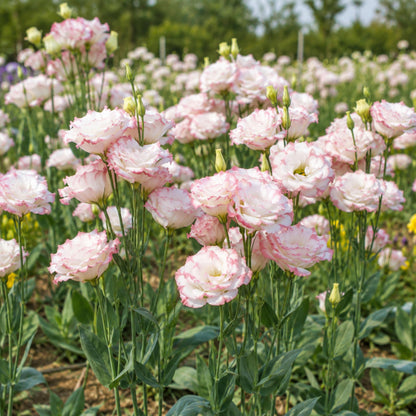 100Pcs Pink Picotee Eustoma Lisianthus Seeds - Eustoma grandiflorum - Pink White Edged Double Blooms