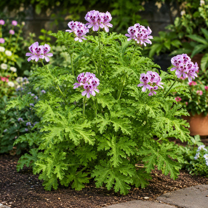 470Pcs Citronella Seeds Fragrant Ornamental Garden Plant