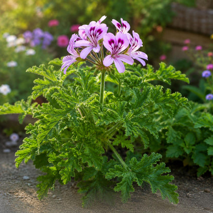 500pcs Citronella Seeds - Mosquito Plant - Pelargonium citrosum - Fragrant Foliage - Ornamental Container Plant