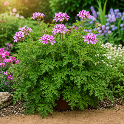 500pcs Citronella Seeds - Mosquito Plant - Pelargonium citrosum - Fragrant Foliage - Ornamental Container Plant