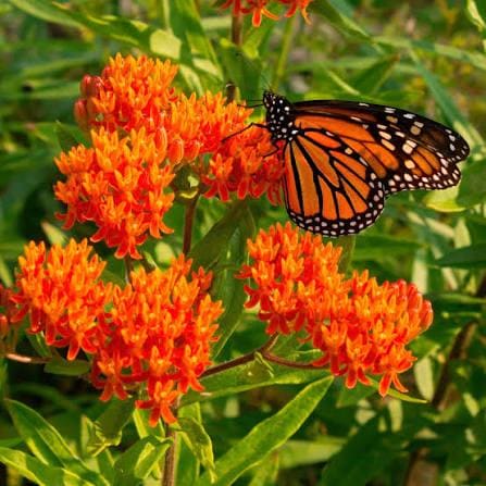 176Pcs Milkweed Seeds form sturdy upright stalks with layered foliage for natural yard embellishment