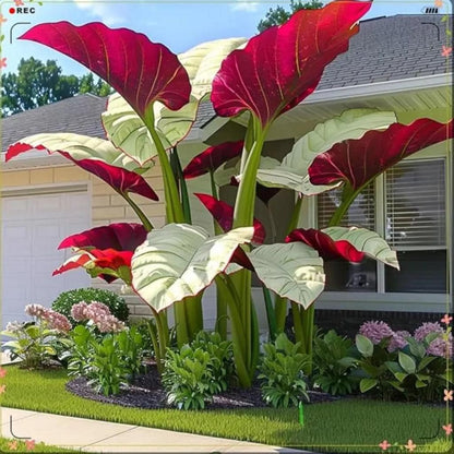 85Pcs Elephant Ear Seeds Plant Tropical Plants for Shade Gardens & Containers